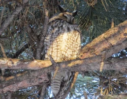 Page 27 of Noraneko Shoujo to no Kurashikata Ch. 1