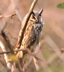 Page 43 of Eromanga Nihon Mukashibanashi