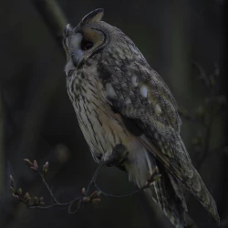 Page 7 of Elf no Youjo ga Itanode Mechakucha Yatta Hanashi | 操翻了精靈族的幼女是因爲她就在那裏