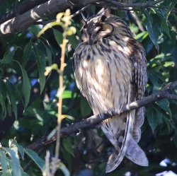 Page 122 of Noraneko Shoujo to no Kurashikata Ch. 4-12