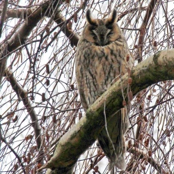 Page 207 of Noraneko Shoujo to no Kurashikata Ch. 4-13