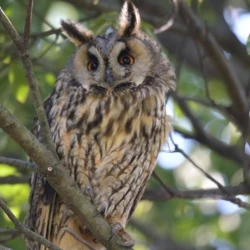 Page 237 of Noraneko Shoujo to no Kurashikata Ch. 4-13