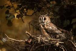 Page 27 of yurayura | 愮