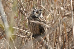 Page 70 of Noraneko Shoujo to no Kurashikata Ch. 4-14