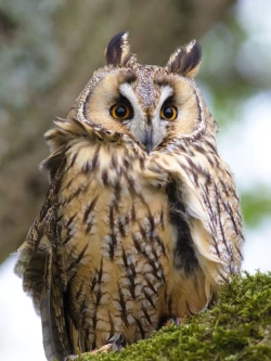 Page 21 of Kokoro no Akashi | 心之證