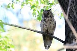 Page 18 of Noraneko Shoujo to no Kurashikata Ch. 4-15