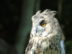 Page 263 of Noraneko Shoujo to no Kurashikata Ch. 4-15