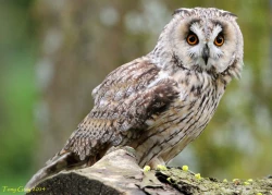 Page 316 of Noraneko Shoujo to no Kurashikata Ch. 4-15