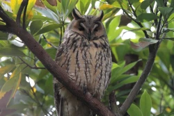 Page 44 of Noraneko Shoujo to no Kurashikata Ch. 4-15