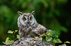 Page 5 of Yume de Oai Shimashou.