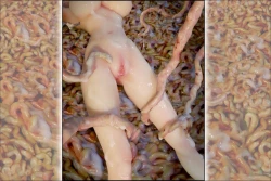 Page 127 of SEE-THROUGH ANGEL Shokushu Reloaded