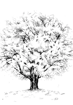 Page 12 of Sakura Gari Vol. 1