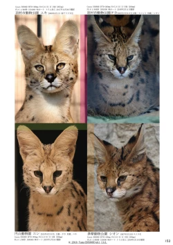 Page 154 of may Kemono Friends Thre Goudoushi