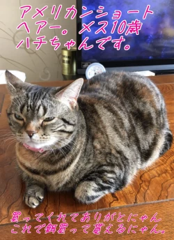 Page 146 of Shoujo wa Otonatachi no Nagusa ni Naru