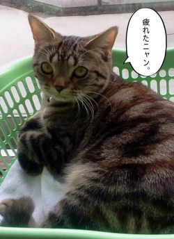 Page 211 of Shoujo wa Otonatachi no Nagusa ni Naru