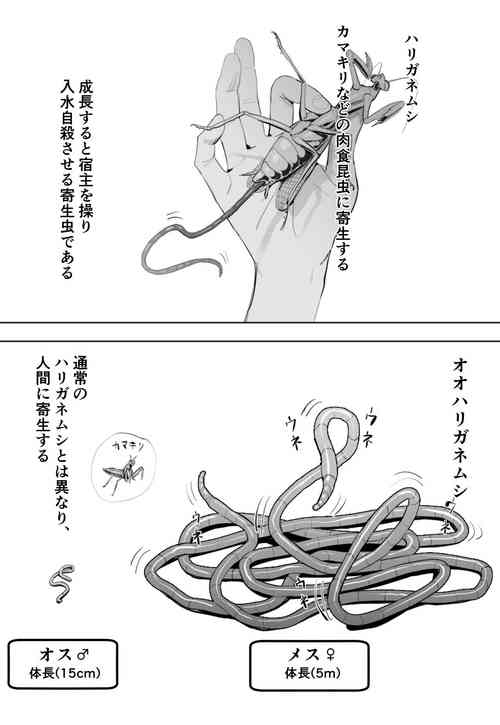 Download Oohariganemushi No Seitai