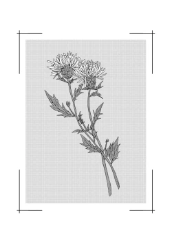 Page 162 of Noazami no Koi - The love of field thistle.