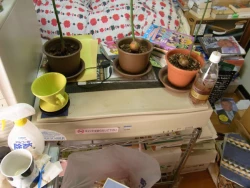 Page 211 of Tablet Graphic Collection