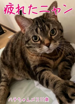 Page 120 of Shoujo no Wazuka ni Ukabu Mune no Fukurami Shoujo Mono Soushuuhen 2