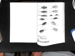 Page 36 of Sumireko-chan no Chitsunai ni Gokiburi o Ireru Hon