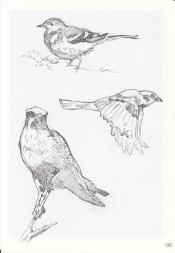 Page 233 of DEAD WOOD DESIGNS