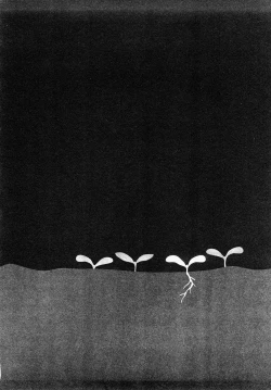 Page 65 of Tanpopo no Matsuri | Dandelion Festival Ch.01-03