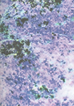 Page 22 of JILL HAZARD 2