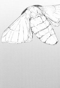 Page 3 of Shiragasane| Layers of White 2